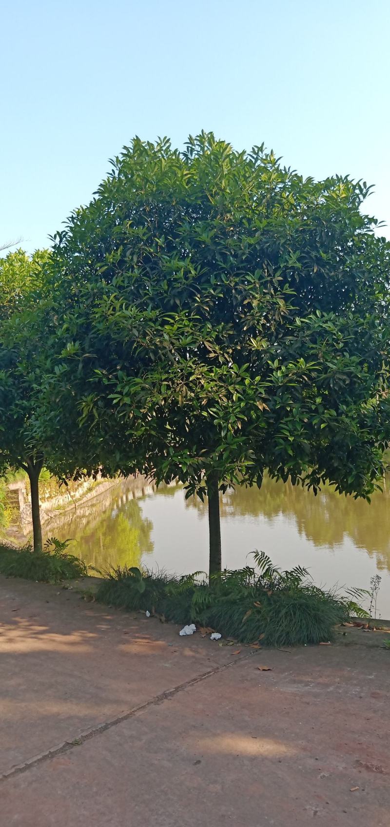 桂花树，自家苗圃的货源，现场看树，量大从优。