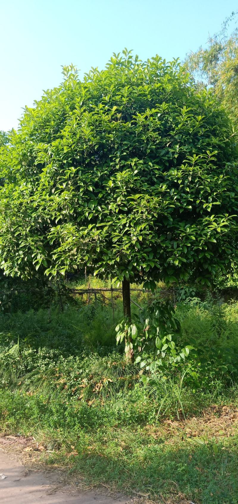 桂花树，自家苗圃的货源，现场看树，量大从优。