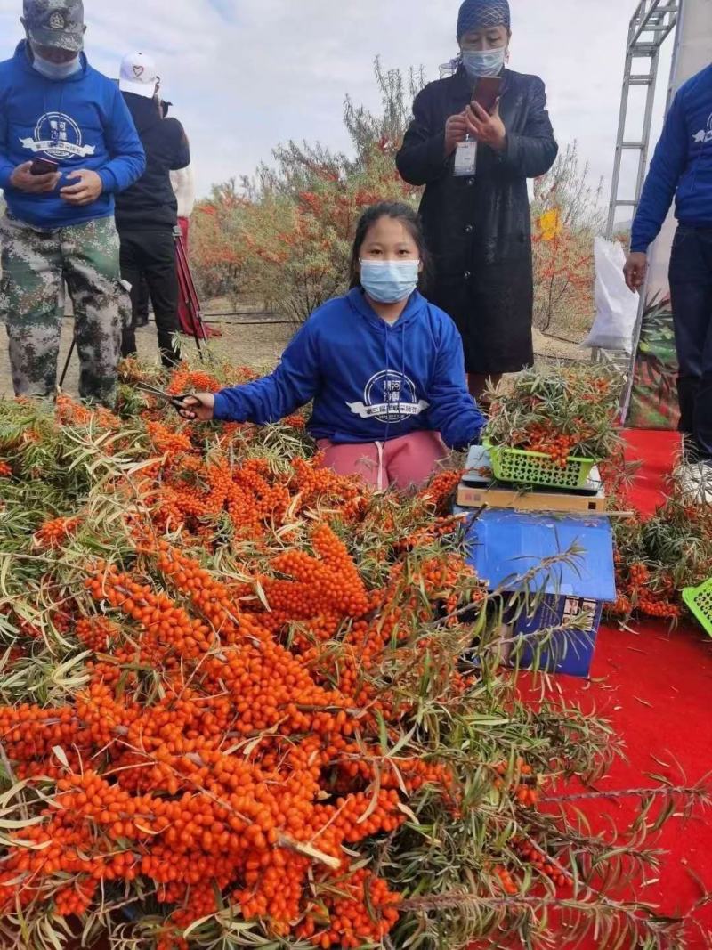新疆野生沙棘果粉，冻干粉，一件起发包邮，质量保证