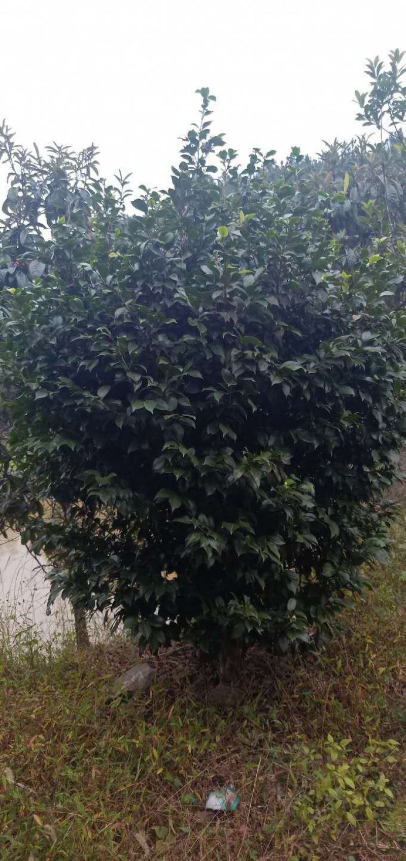 丛生茶花