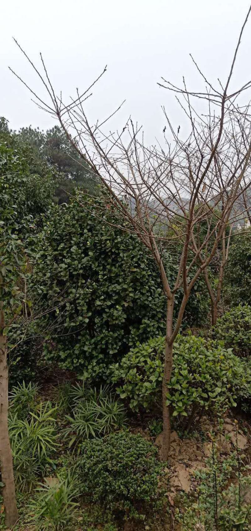 丛生茶花