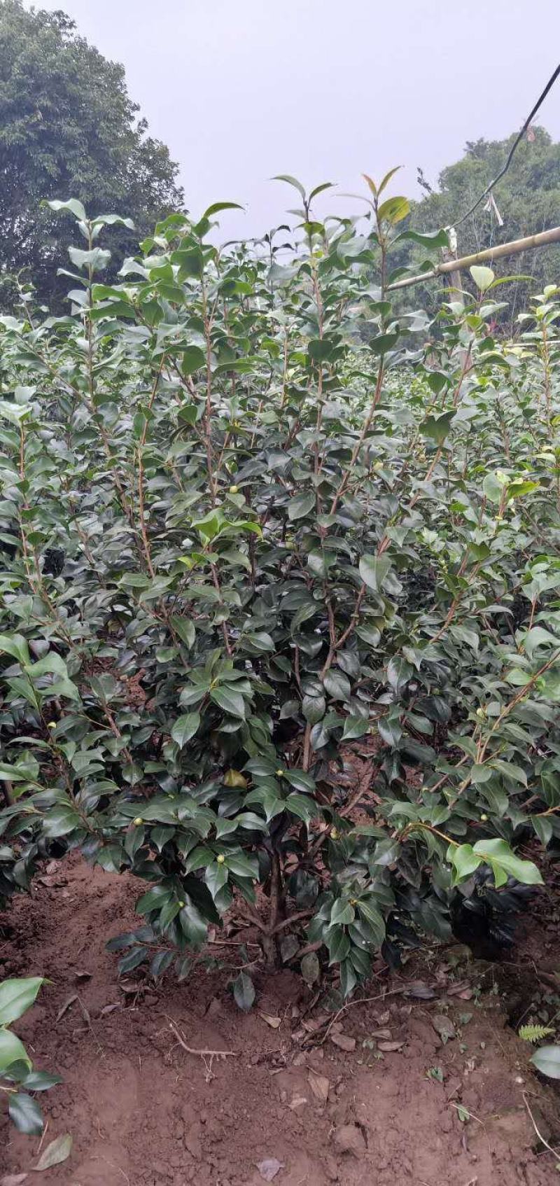 丛生茶花