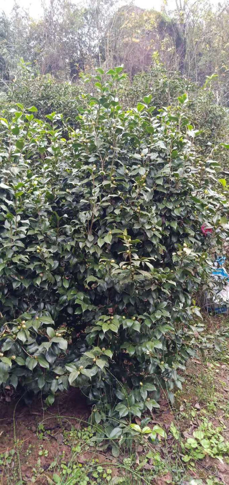 丛生茶花