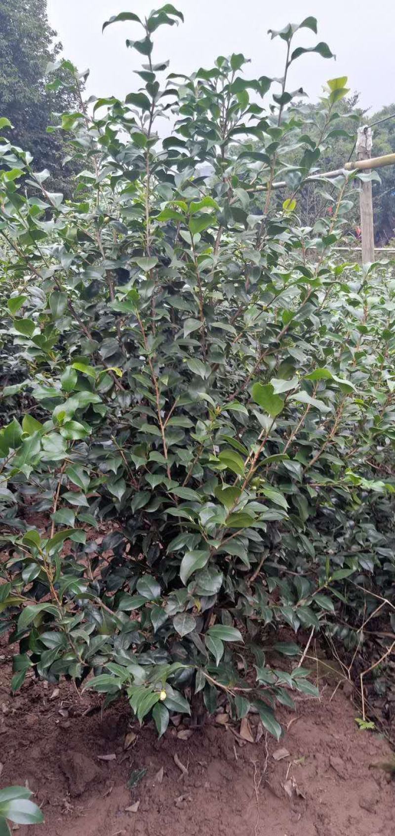 丛生茶花