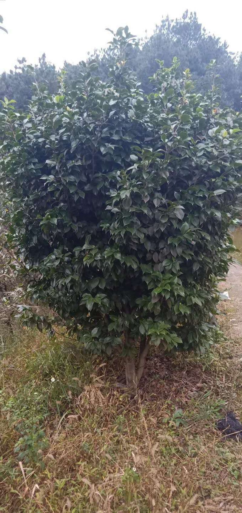 丛生茶花