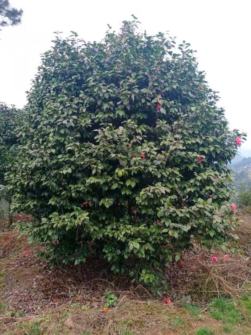 丛生茶花