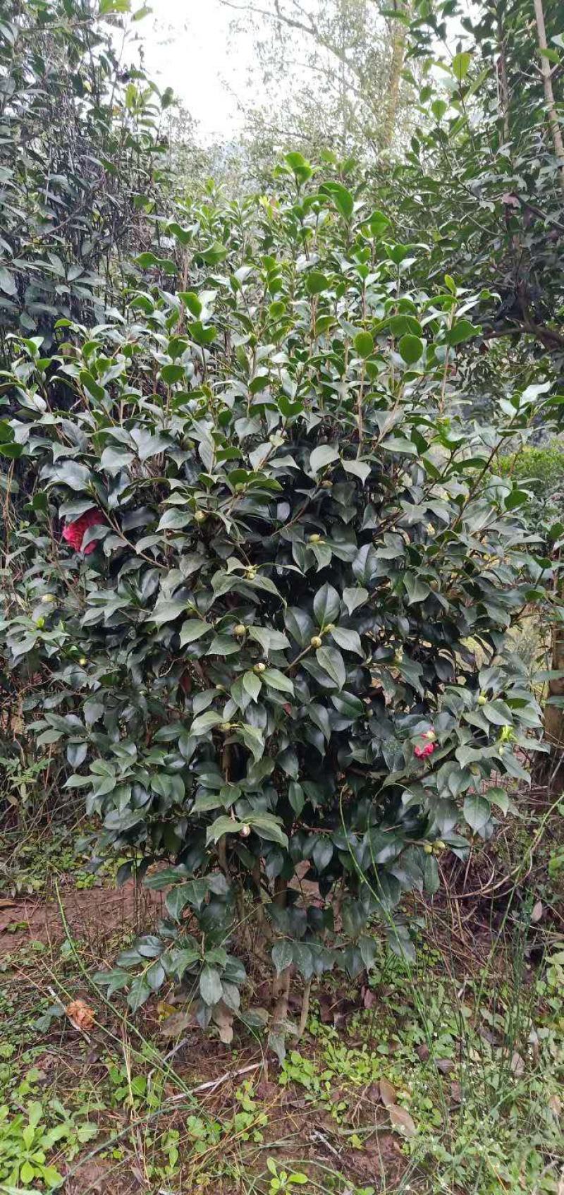 丛生茶花