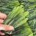 太平猴魁，新茶单枝太平猴魁，礼盒装太平猴魁