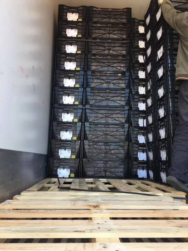 荷兰进口香水百合种球一代球包对版大量供应