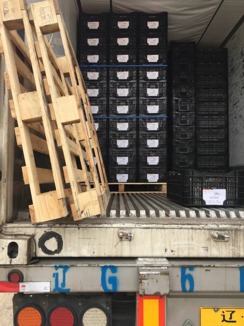 荷兰进口香水百合种球一代球包对版大量供应