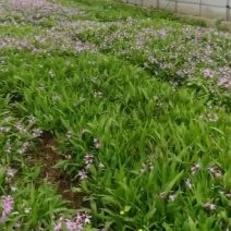 一株四分白芨颗粒苗现货