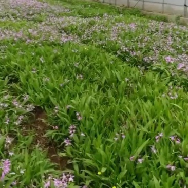 一株四分白芨颗粒苗现货