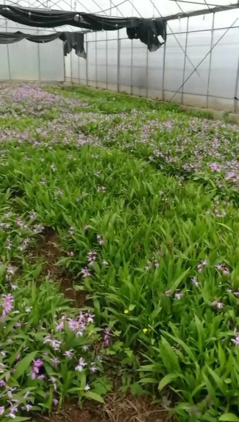 一株四分白芨颗粒苗现货
