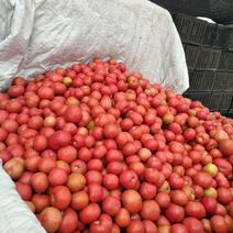 武威市凉州区大棚硬粉西红柿常年供应，需要的老板恰谈