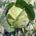 平度地区新鲜扁包菜大量上市中质优价廉好品质绿色蔬菜
