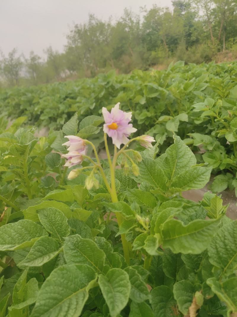 定西临洮土豆
