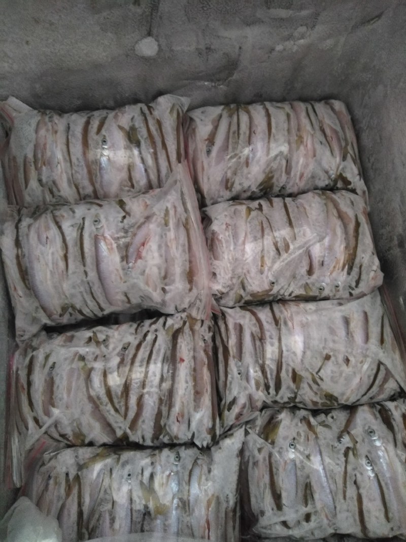 云南普洱生态冰冻小白条