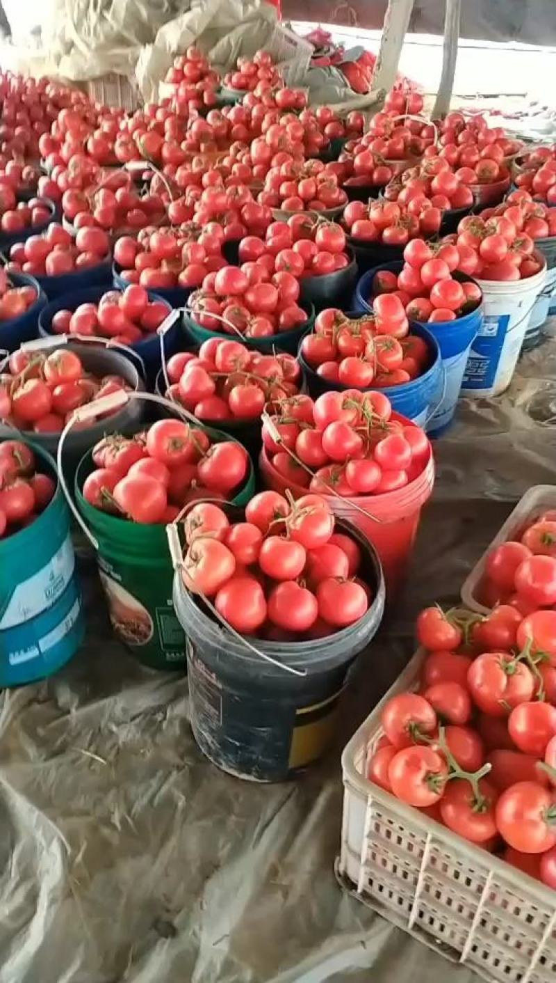 河北邯郸王红卫蔬菜代收主营西红柿超市电商批发商