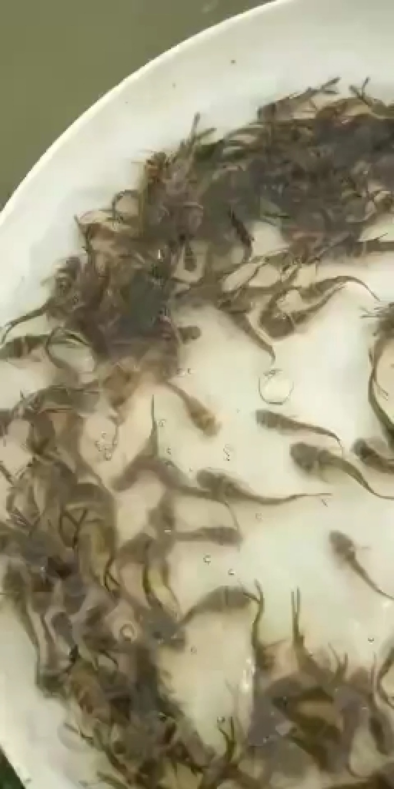 广东黄骨鱼苗鱼苗辣丁鱼苗杂交黄骨鱼苗全雄性欢迎咨询