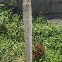 火龙果种植的水泥柱和水泥圆盘