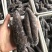 鲜蒸海参大乌参真空包装400g/500g厂家直销**