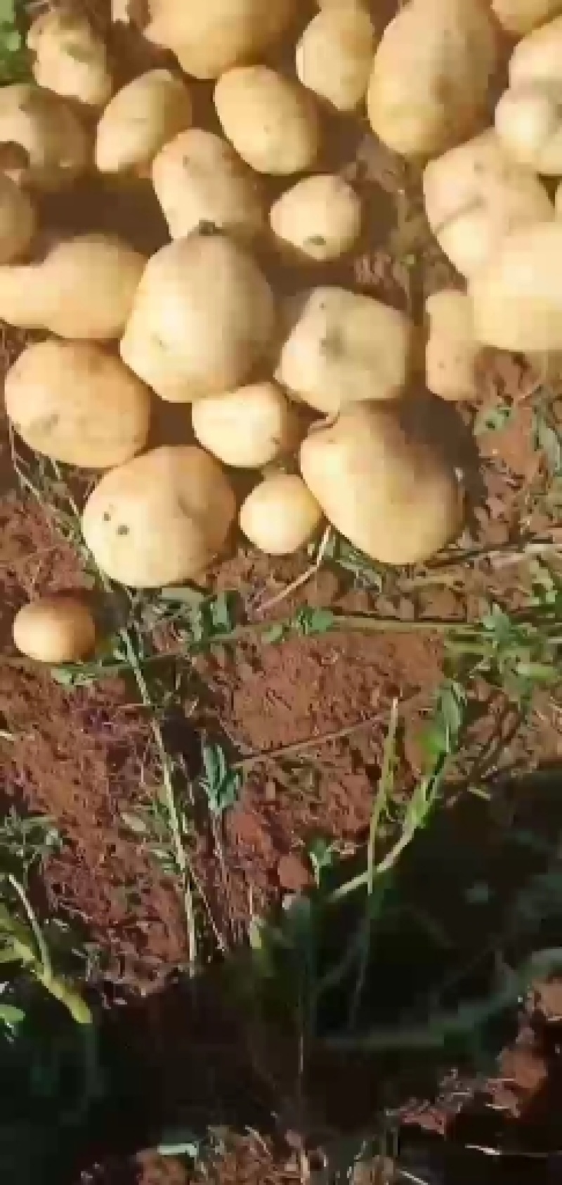 云南文山丽薯六号土豆