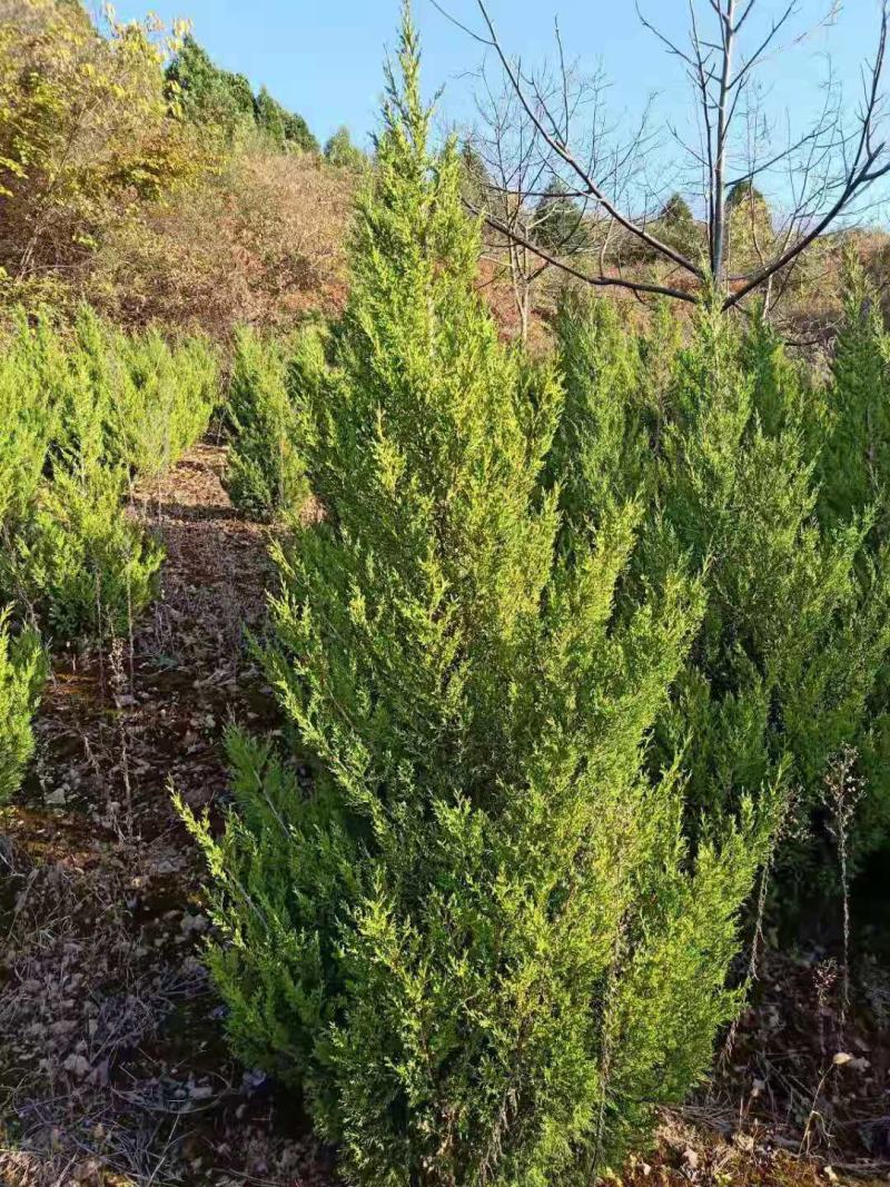 侧柏，大田侧柏，精品侧柏，量大从优，欢迎选购