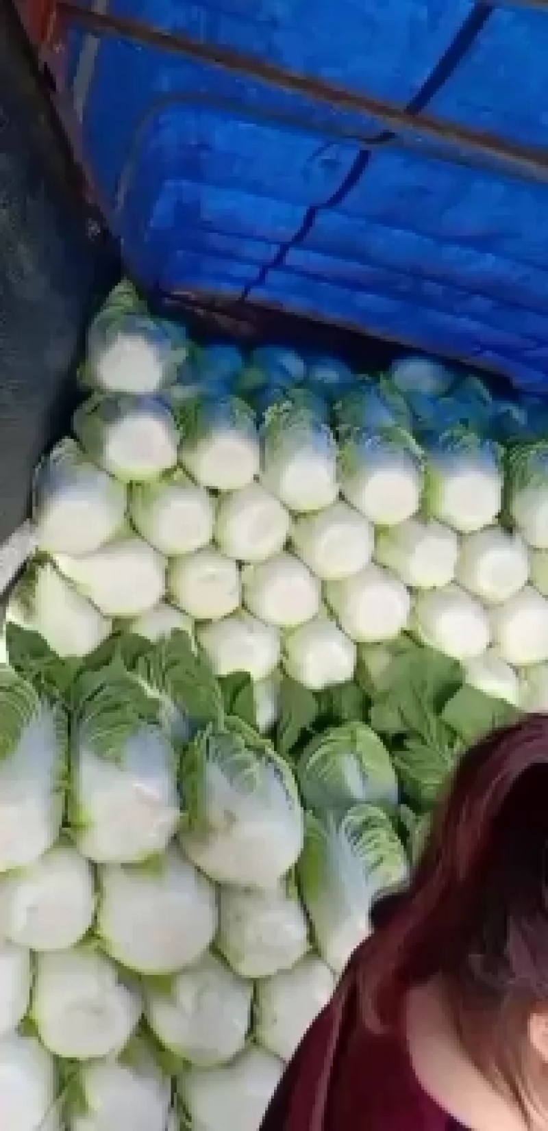 【黄心白菜】河北白菜大量供应可视频看货品质保证