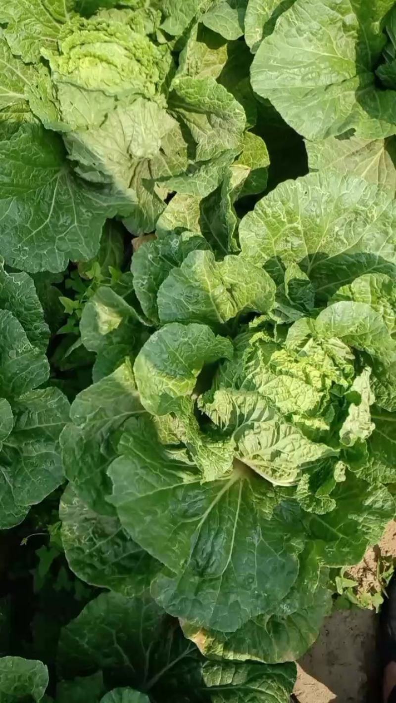 【黄心白菜】河北白菜大量供应可视频看货品质保证