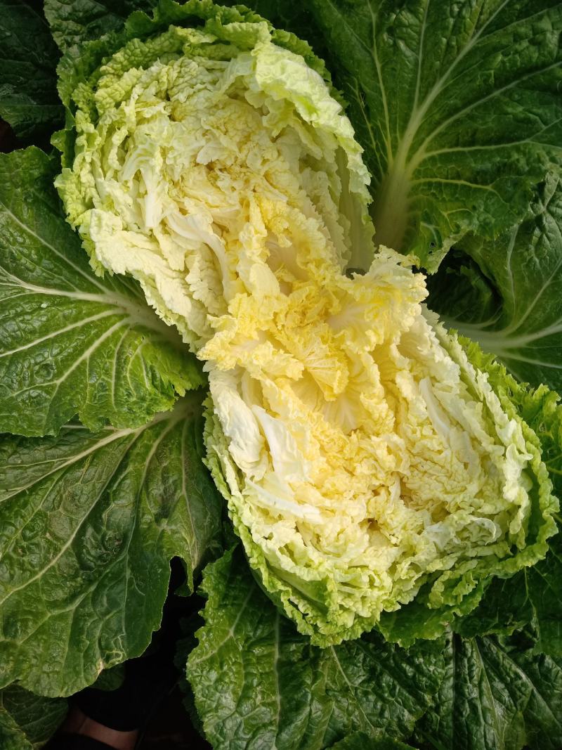 【黄心白菜】河北白菜大量供应可视频看货品质保证