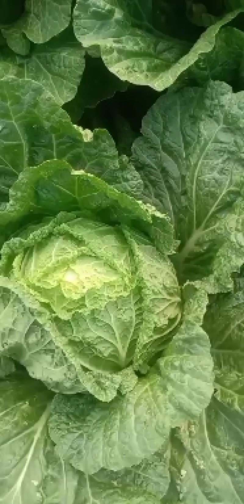 【黄心白菜】河北白菜大量供应可视频看货品质保证