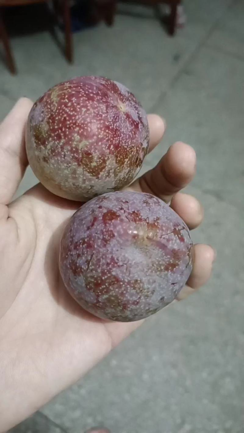 正宗信宜钱排三华李