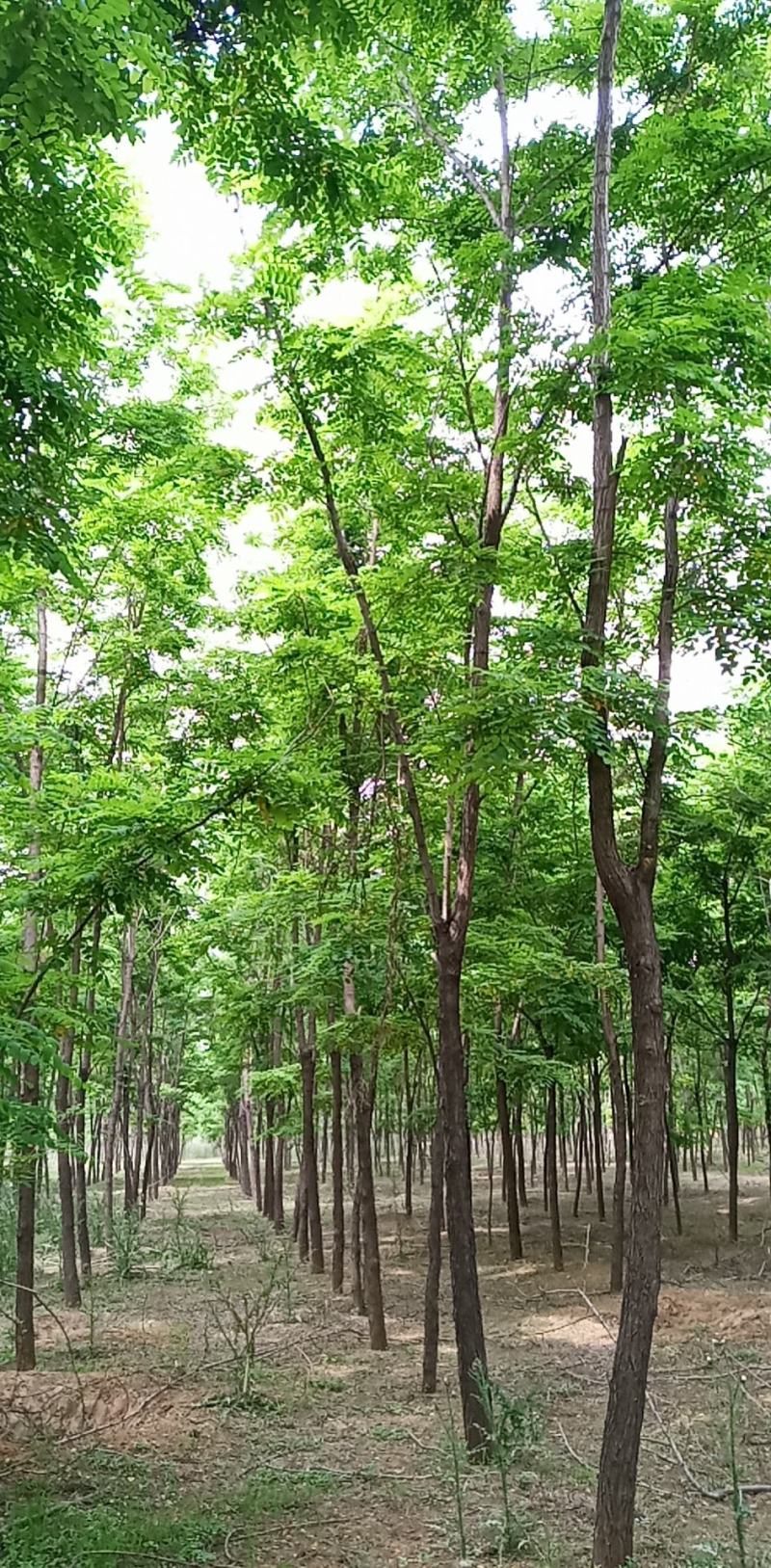 刺槐（白花槐），8公分至15公分，精品量大