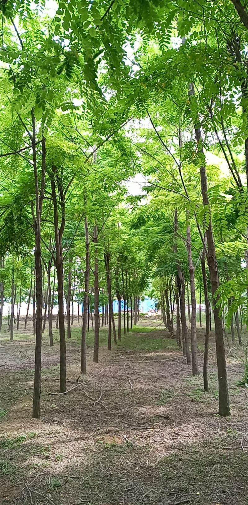 刺槐（白花槐），8公分至15公分，精品量大