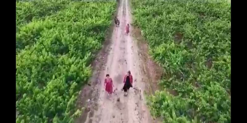 奶白红粉桃上市，自产自销，欢迎新老朋友合作