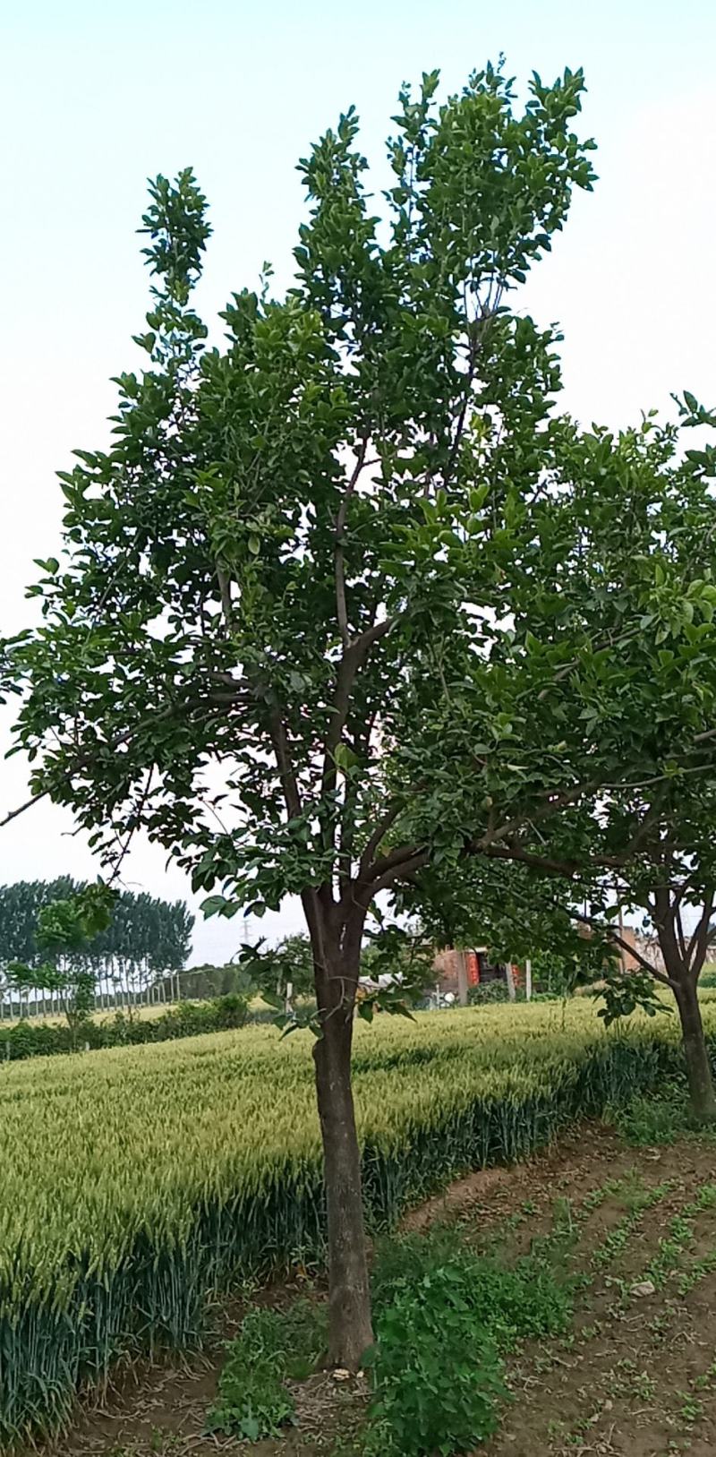 柿树各种规格齐全量大