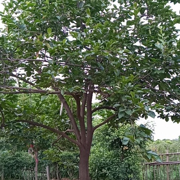 柿树各种规格齐全量大