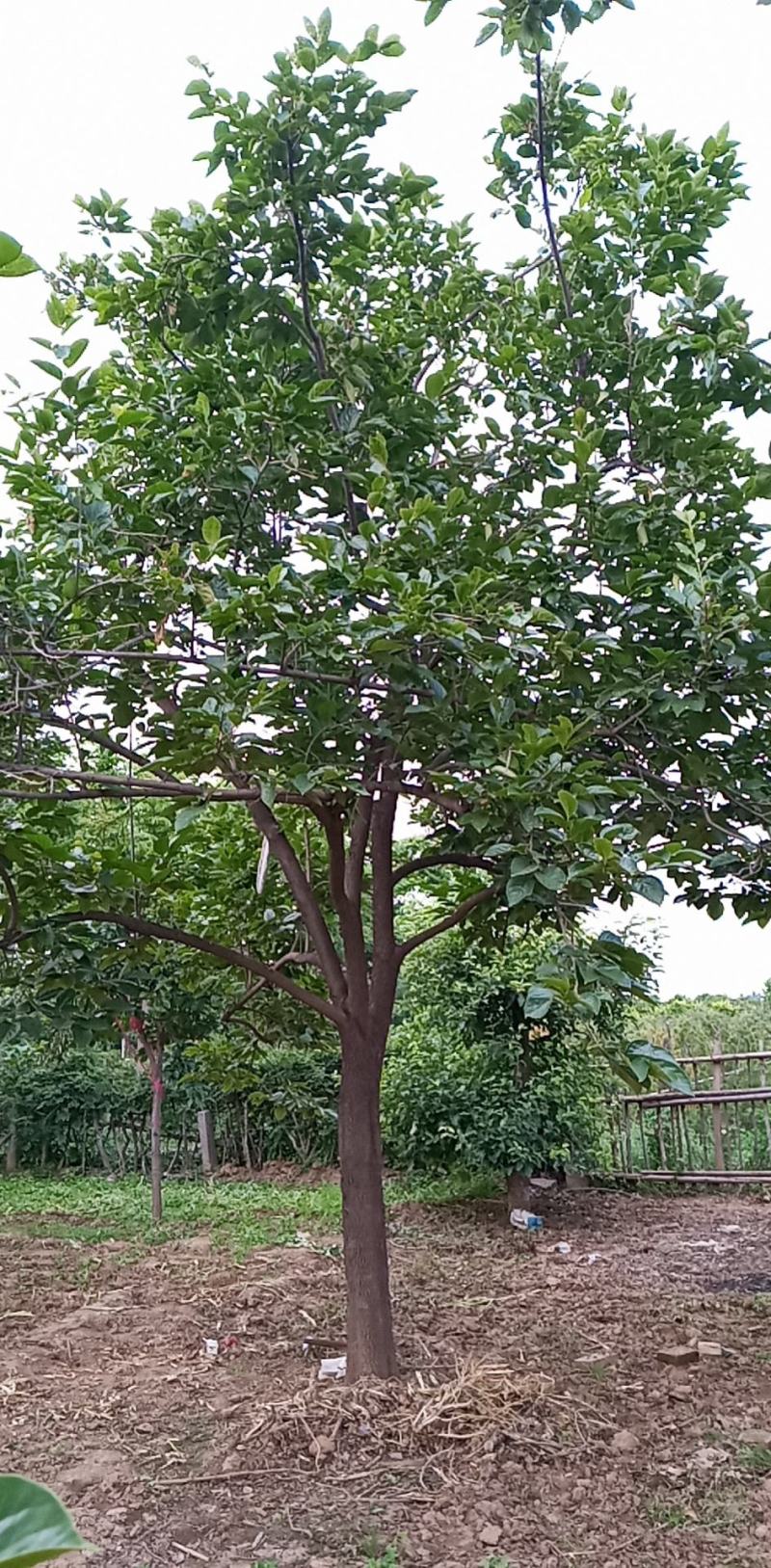 柿树各种规格齐全量大