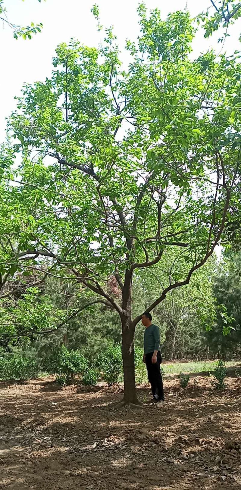柿树各种规格齐全量大