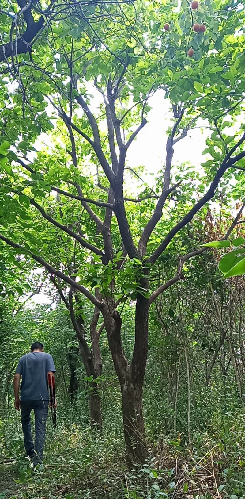 柿树各种规格齐全量大