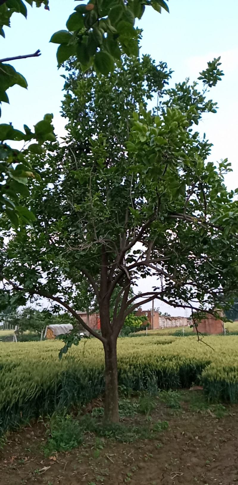 柿树各种规格齐全量大