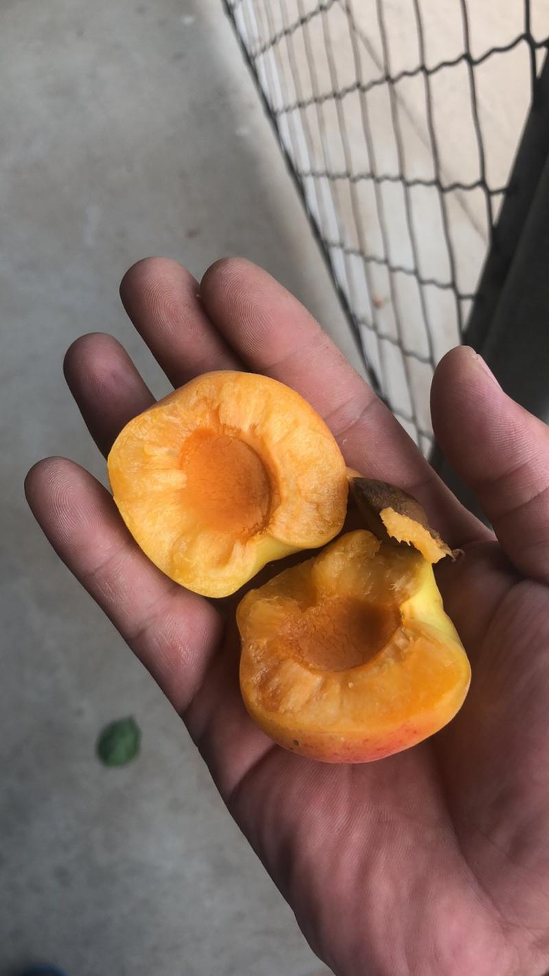 河北专业代办菜籽黄杏大量上市需要的老板联系我