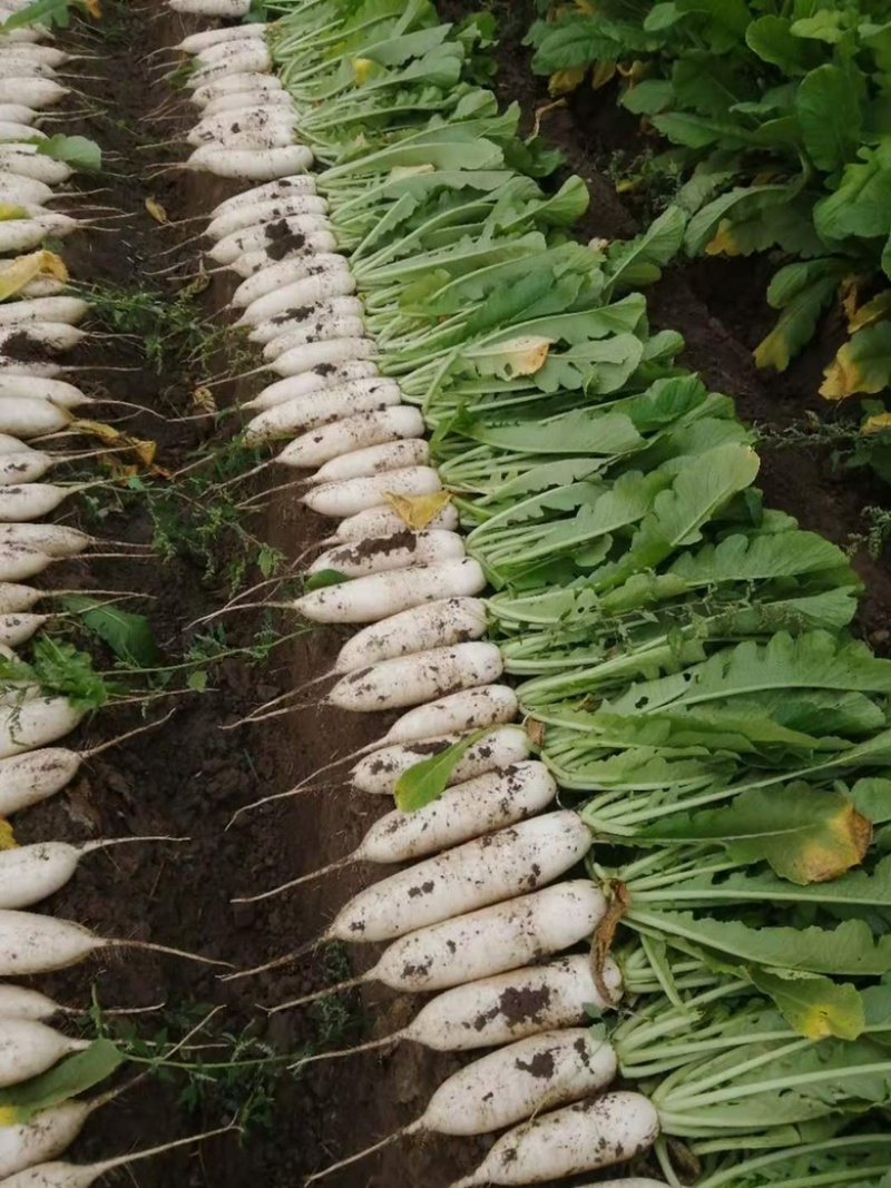 大量出售白萝卜