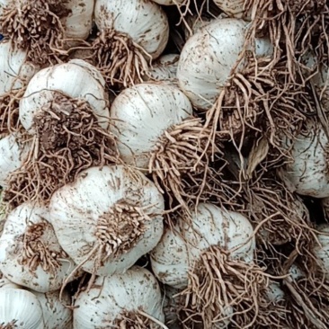 河北邯郸永年四六瓣鲜大蒜，