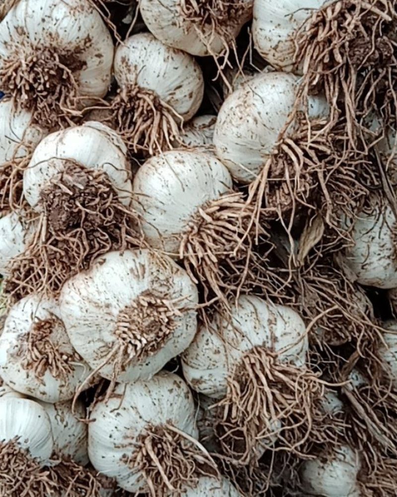 河北邯郸永年四六瓣鲜大蒜，