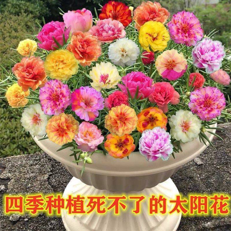 易爆盆满天星种子花种孑四季种易活室内外开花盆栽花卉植物花