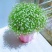 易爆盆满天星种子花种孑四季种易活室内外开花盆栽花卉植物花