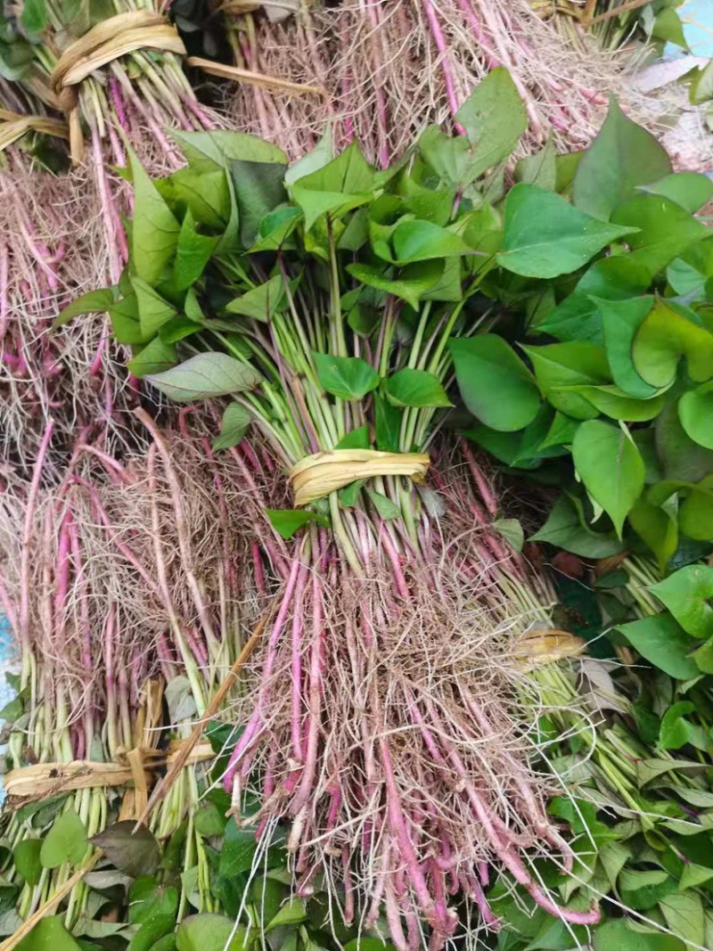 红薯苗，高产脱毒地瓜苗，成活率高早丰、济薯等品种大量批发