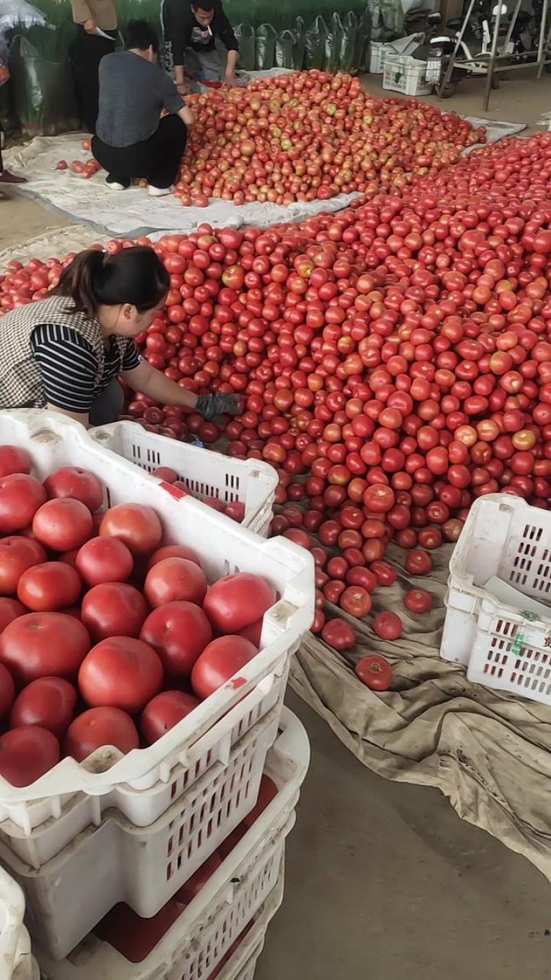 精品本地西红柿大量上市。孤三起步，口感好吃