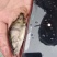 鳜鱼
